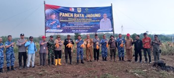 Panen Raya Jagung Dihadiri Oleh Muspika 