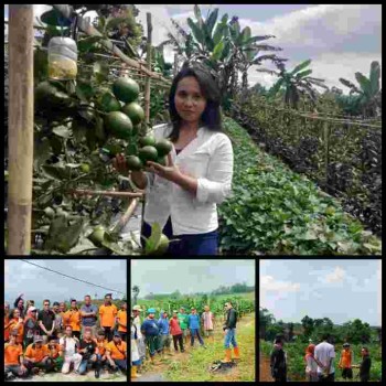 Kisah sukses Petani jeruk Lemon berbasis kemitraan bersama CV  Bintang Mandiri Sukses(BMS)