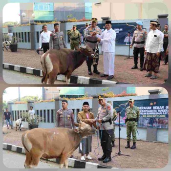 Polresta Tangerang Tebar Kepedulian Idul adha, Salurkan 18 Sapi dan 26 Kambing Qurban untuk Masyarakat
