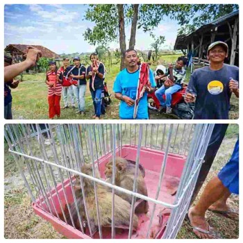 Warga Pesisir Bulusari Brebes Gelar Jaran Lumping, sebagai Ikhtiar Unik Tekan Serangan Hama Tikus