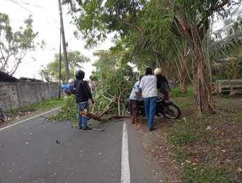 Seorang Warga Tertimpa Pohon Patah Akibat Tersangkut Mobil Molen KSR Di Tanjung Kait,Kab.Tangerang
