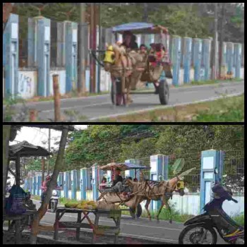 Delman Moda Transfortasi Tradisional Sang Legendaris, Tetap Bertahan di Tengah Gerusan Perkembangan Zaman
